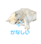 ねこ の ちくわ 3（個別スタンプ：26）
