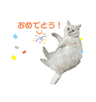 ねこ の ちくわ 3（個別スタンプ：27）