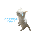 ねこ の ちくわ 3（個別スタンプ：28）
