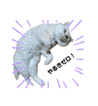ねこ の ちくわ 3（個別スタンプ：29）