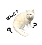 ねこ の ちくわ 3（個別スタンプ：30）