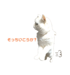 ねこ の ちくわ 3（個別スタンプ：31）