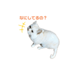 ねこ の ちくわ 3（個別スタンプ：32）