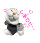 ねこ の ちくわ 3（個別スタンプ：33）