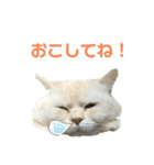 ねこ の ちくわ 3（個別スタンプ：36）