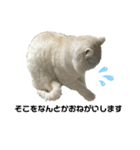 ねこ の ちくわ 3（個別スタンプ：37）