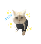 ねこ の ちくわ 3（個別スタンプ：38）