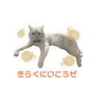 ねこ の ちくわ 3（個別スタンプ：40）