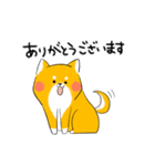 柴犬元気です！（個別スタンプ：1）