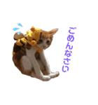 我が家のいぬねこたち（個別スタンプ：2）