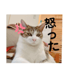 我が家のいぬねこたち（個別スタンプ：5）
