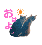 我が家のいぬねこたち（個別スタンプ：7）