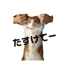 我が家のいぬねこたち（個別スタンプ：9）