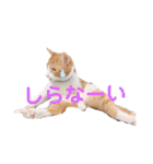 我が家のいぬねこたち（個別スタンプ：10）