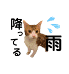 我が家のいぬねこたち（個別スタンプ：14）