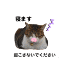 我が家のいぬねこたち（個別スタンプ：15）