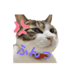 我が家のいぬねこたち（個別スタンプ：16）