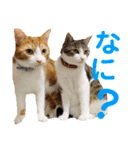 我が家のいぬねこたち（個別スタンプ：18）