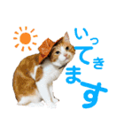 我が家のいぬねこたち（個別スタンプ：19）