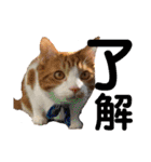 我が家のいぬねこたち（個別スタンプ：20）