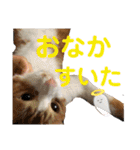 我が家のいぬねこたち（個別スタンプ：24）