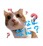 我が家のいぬねこたち（個別スタンプ：25）