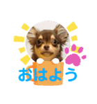 我が家のいぬねこたち（個別スタンプ：30）