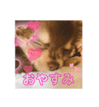 我が家のいぬねこたち（個別スタンプ：31）