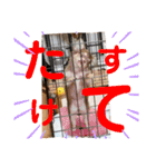 我が家のいぬねこたち（個別スタンプ：33）
