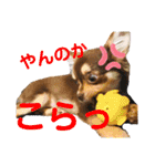 我が家のいぬねこたち（個別スタンプ：34）