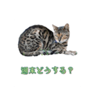 悟りニャンコ2 分かった様な事言う猫です（個別スタンプ：7）