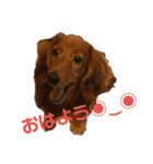 毎日こむぎさん（個別スタンプ：1）