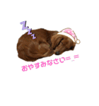 毎日こむぎさん（個別スタンプ：2）
