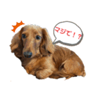 毎日こむぎさん（個別スタンプ：6）