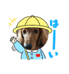 毎日こむぎさん（個別スタンプ：10）