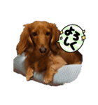 毎日こむぎさん（個別スタンプ：16）