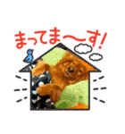 毎日こむぎさん（個別スタンプ：20）