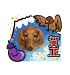 毎日こむぎさん（個別スタンプ：23）