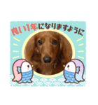 毎日こむぎさん（個別スタンプ：24）