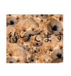 ちゅんちのちびわんこ（個別スタンプ：12）