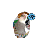 LOVE Bird cute（個別スタンプ：1）