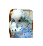 LOVE Bird cute（個別スタンプ：2）