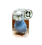 LOVE Bird cute（個別スタンプ：3）