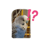 LOVE Bird cute（個別スタンプ：4）