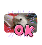LOVE Bird cute（個別スタンプ：6）