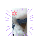 LOVE Bird cute（個別スタンプ：7）