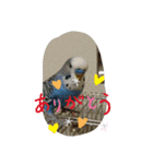 LOVE Bird cute（個別スタンプ：10）