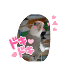 LOVE Bird cute（個別スタンプ：11）