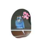 LOVE Bird cute（個別スタンプ：14）