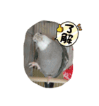 LOVE Bird cute（個別スタンプ：15）